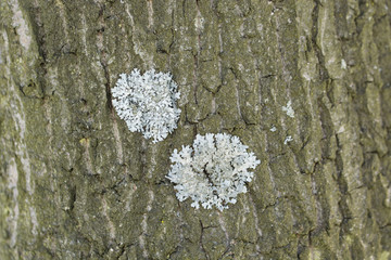 Mushroom growing on the bark of a tree.