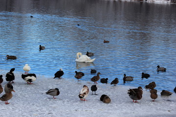 Fototapeta premium Vogelgrippe: Enten, Gänse und Schwäne an einem See