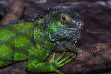Green iguana in the cage