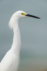 A Snowy Egret portrait taken in soft overcast light with a smooth blue background.