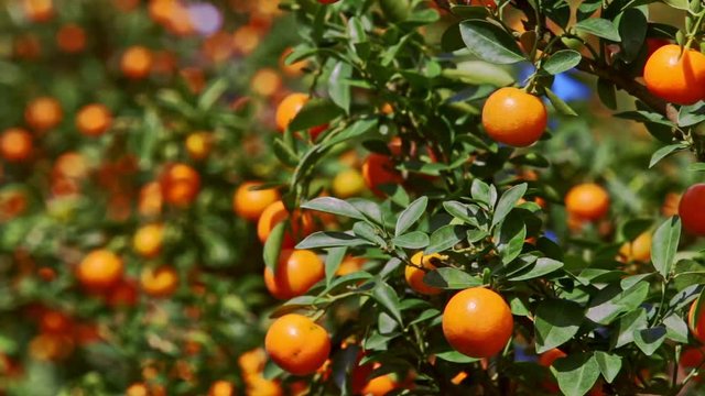 closeup mandarins on tree branch with sun brightness on sides wind shakes leaves before Vietnamese new year TET