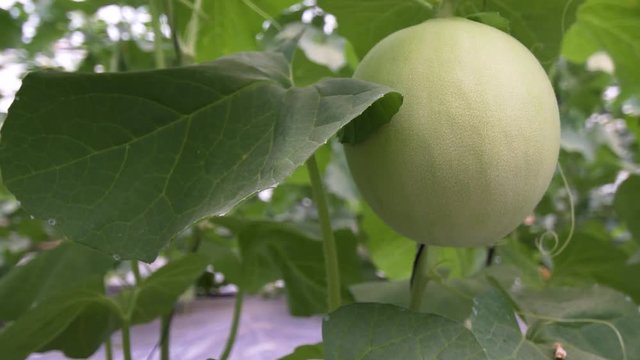 New technologies of cultivation of melons hanging. Close-up,dolly shot