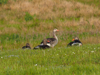 Four geese on a green meadow (anser anser)