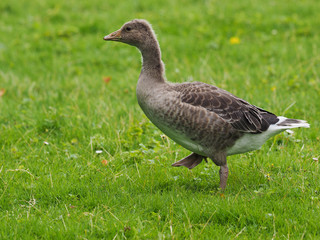 Gosling walking on green grass