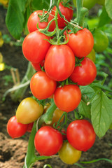 Red and green tomatoes ripening