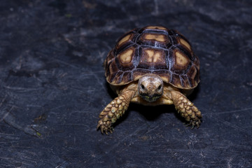 Sulcata baby turtle