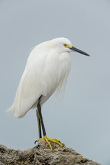 A bright white Snowy Egret stands on a rock jetty in front of a smooth background in soft overcast light.