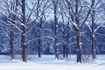 Winter oak forest landscape. Oak tree trunks and branches covered with snow.