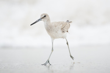 A Willet runs quickly on the wet sand beach to keep in front of the crashing waves on an overcast day.