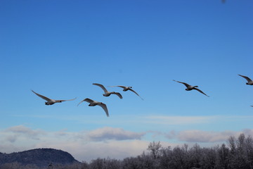 Sechs Schwäne fliegen durch die Luft