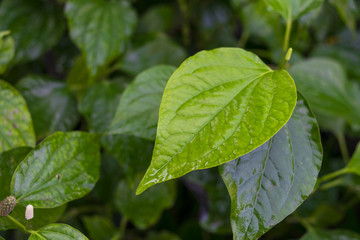 Fototapeta na wymiar Herbal leaves of tree with tablet put on it