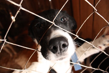 a shelter for dogs, dog nose stuck through the bars