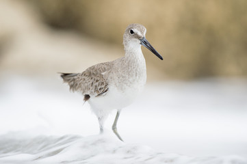 A Willet stands in the shallow ocean waves in front of a brown rock jetty in soft light on an overcast day.