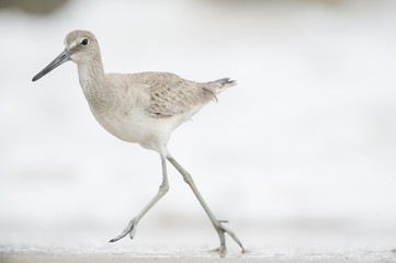 A Willet runs quickly on the wet sand beach to keep in front of the crashing waves on an overcast day.
