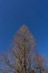Dry tree no leaf with blue sky background in winter.