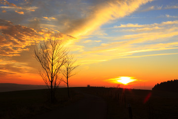 Sunset under the tree.