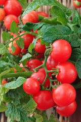 Red cherry tomatoes growing