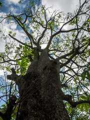 old tree view up to the sky