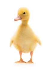 Cute little duckling - 136197026