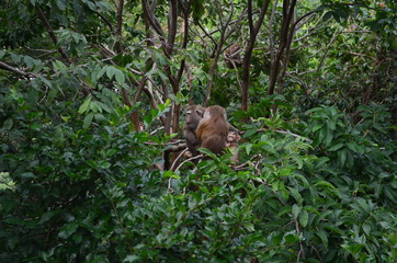 Fototapeta na wymiar Family's Monkey on The Tree