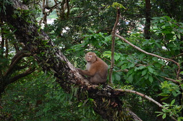 Monkey on The Tree 