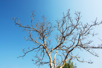 Lonely dead tree with blue sky