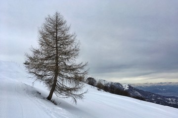 albero solitario nella neve