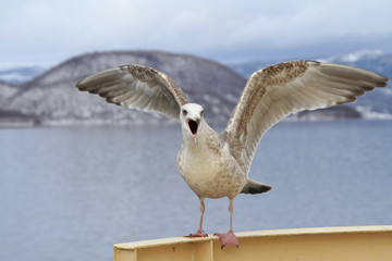 Seagull open mouth  perching on cruise ship