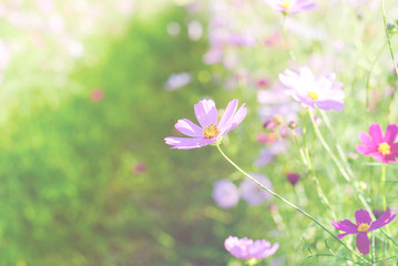 Cosmos flowers in a meadow.
