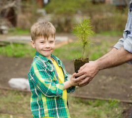 grandfather transmits to his grandson cedar sapling