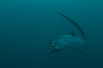 Thresher shark approaching