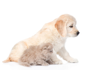 puppy golden retriever and kitten sitting in profile. isolated on white