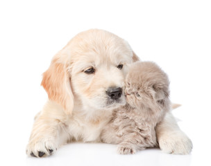 Puppy golden retriever playing with a kitten. isolated on white