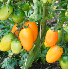Long orange tomatoes ripening