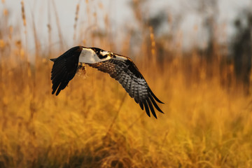 Golden Osprey