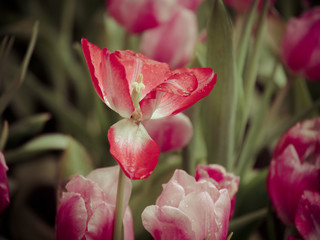 orange tulip flowers with morning raindrops in tulip garden, flo