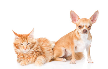 Small chihuahua puppy and maine coon cat together. isolated on white