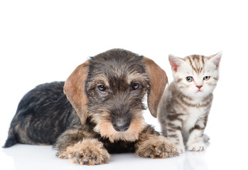 Puppy and tiny kitten together. isolated on white background