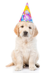 Golden retriever puppy in birthday hat looking at camera. isolated on white