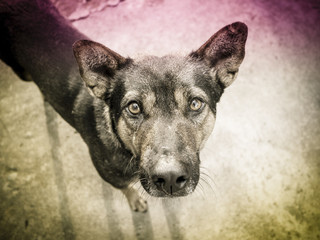 Street dog in Thailand with vintage style background