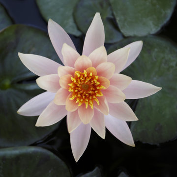 蓮の花