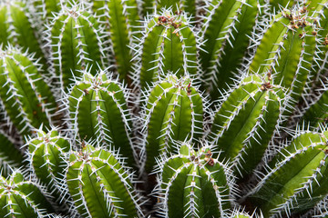 Piante Grasse nel Giardino dei Cactus - Lanzarote - Canarie