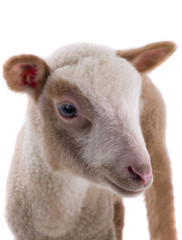 Naklejka premium sheep