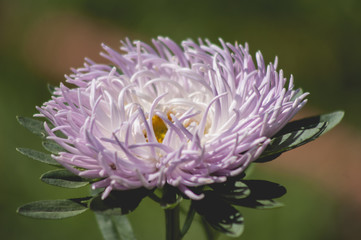 Aster