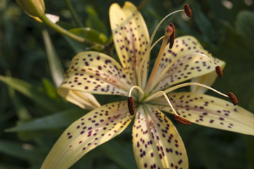 Yellow lily