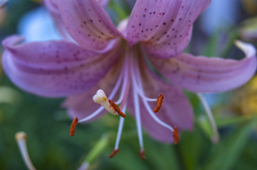 Pink lily