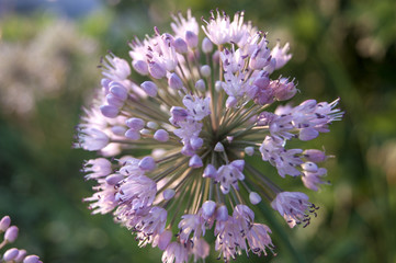 Purple flower