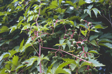 Grapes