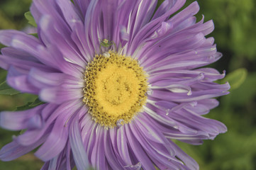Aster