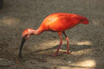 Red Ibis